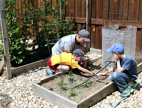 Planting zucchini in kids' garden