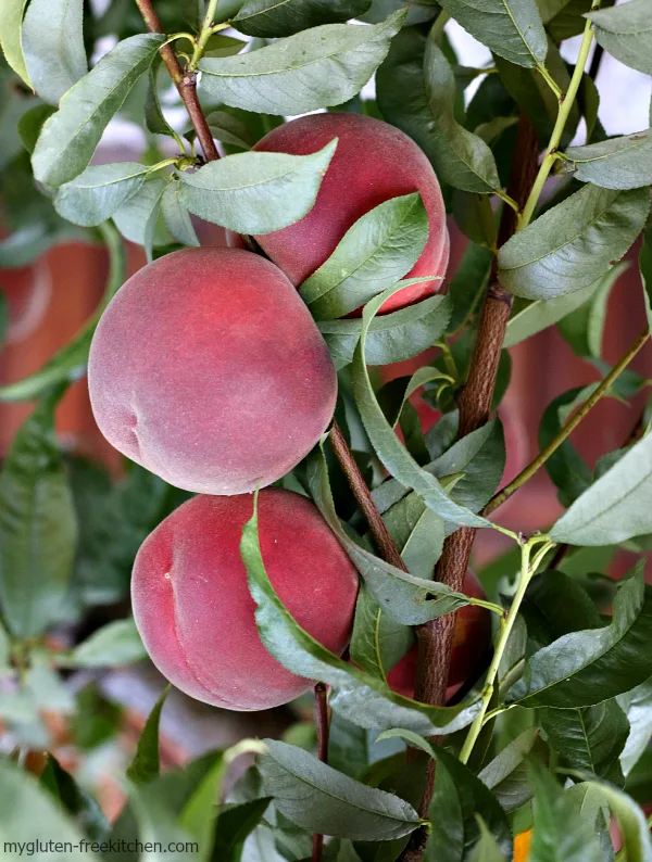 Perfect fuzzy peaches on our backyard tree!