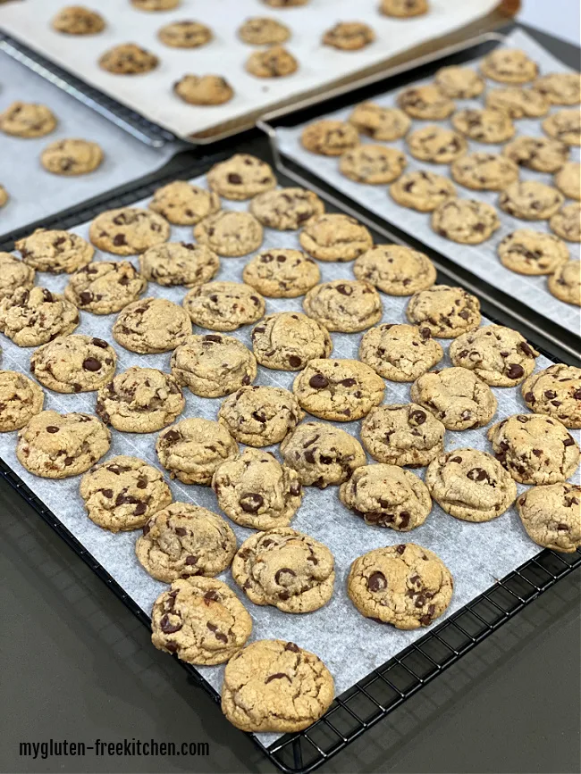 dozens of mini gluten-free chocolate chip cookies on multiple cookie sheets and cooling racks