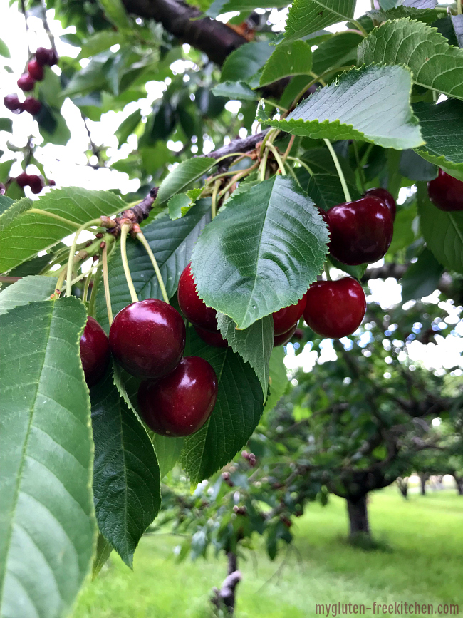 Cherry picking in Emmett Idaho at Tyler's Rocky Point Orchard