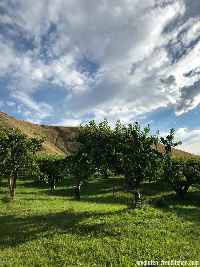 Cherry trees at Tyler's Rocky Point Orchard in Emmett Idaho