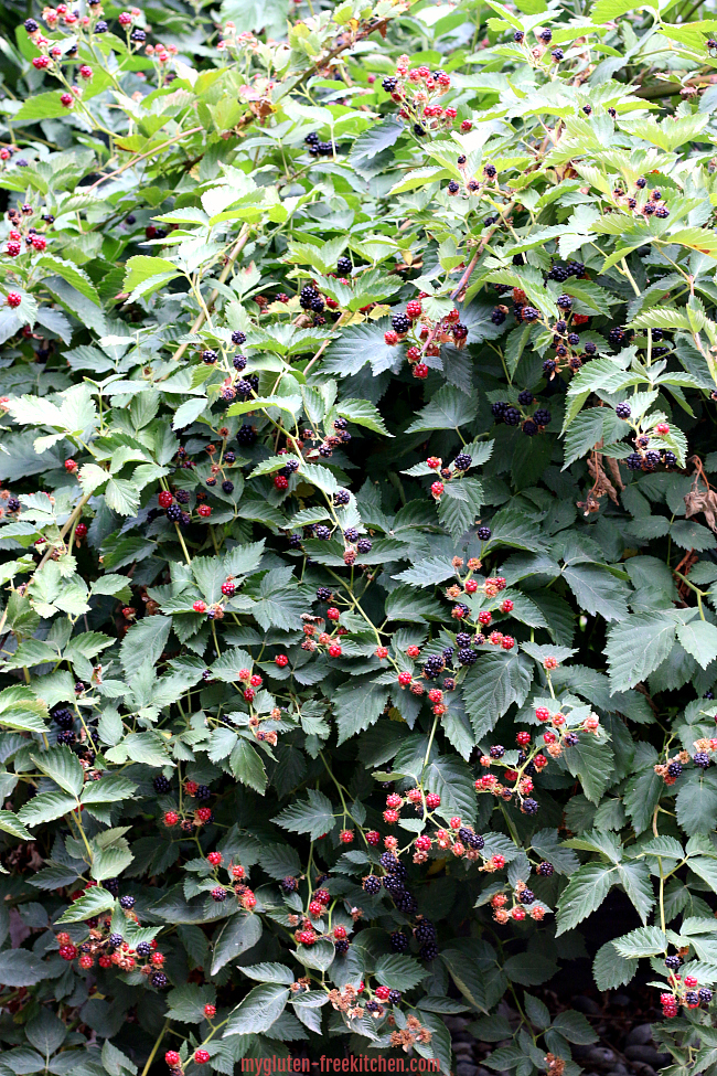 Thornless blackberry bushes in my backyard